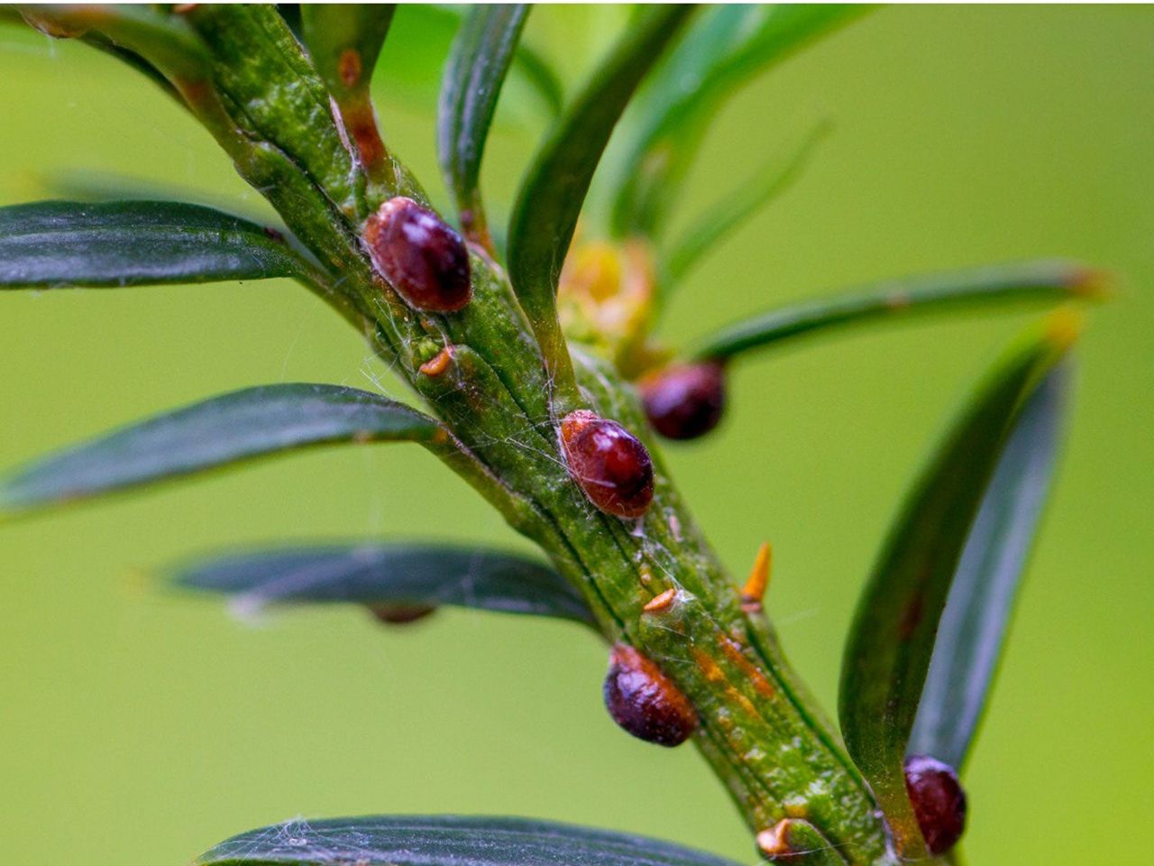 Dark Red Scale Insects On A Plant