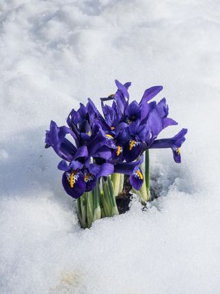 Winter flowering iris in snow