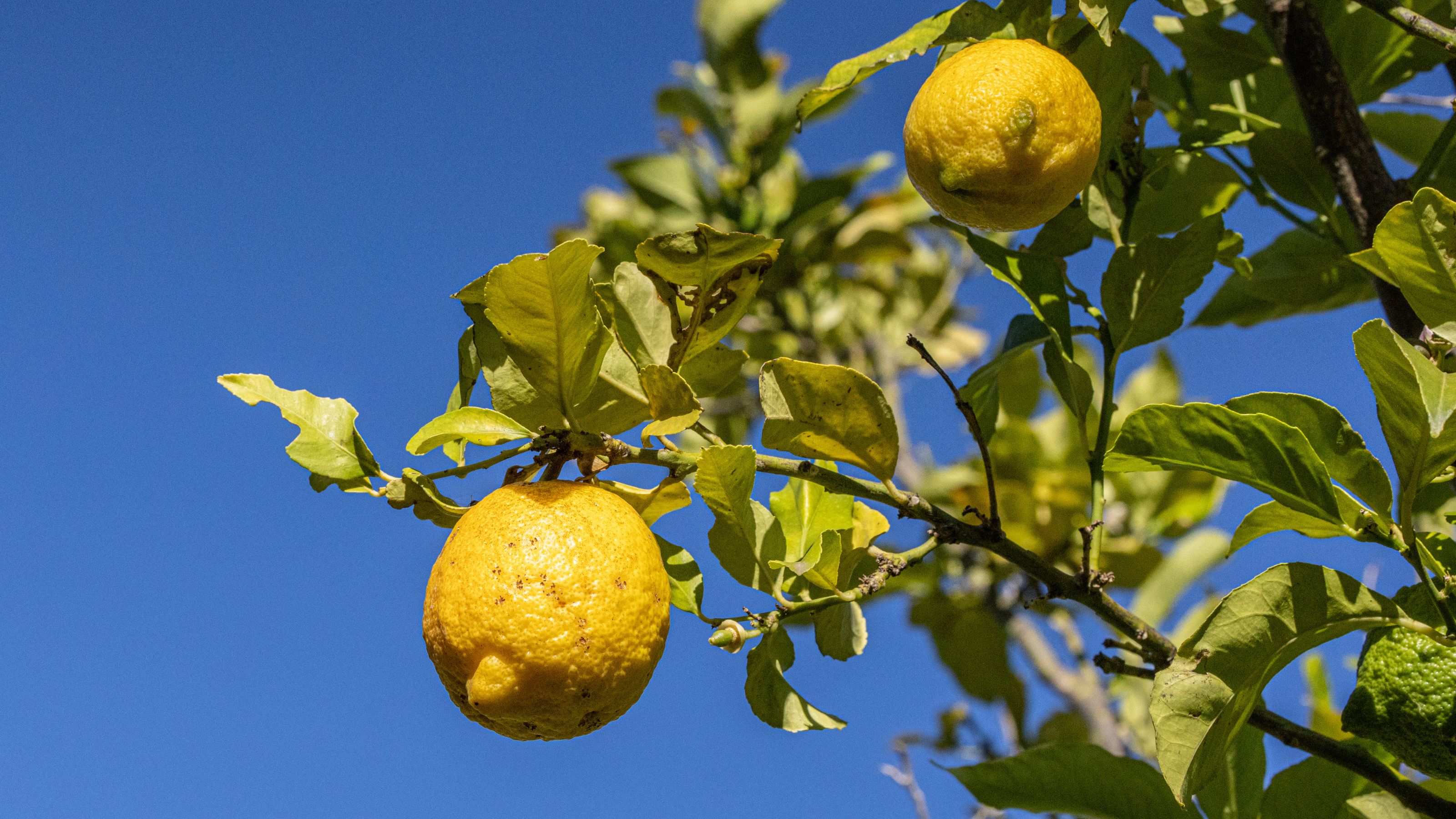 Lemons growing on lemon tree against blue sky background