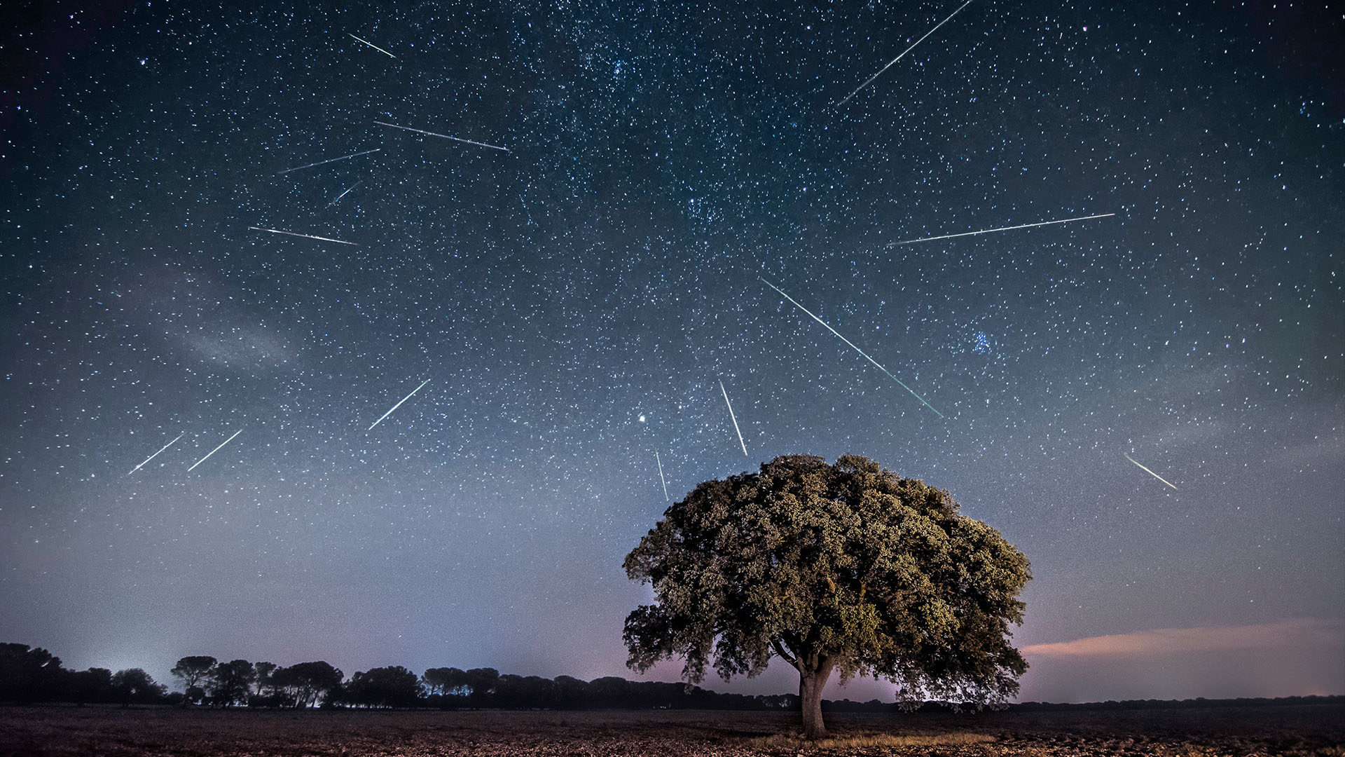Perseid meteor shower above a lone tree.