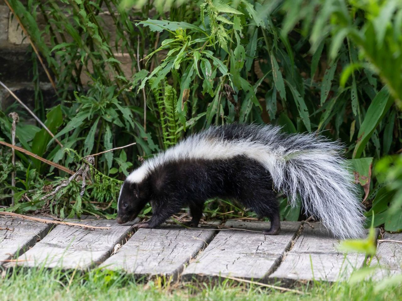 A Skunk In The Garden