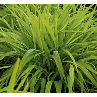 All Gold Japanese Forest Grass - Hakonechloa