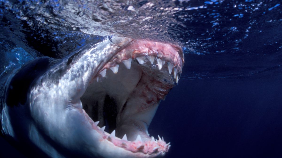When Shark Tank's Sharks Attack Each Other! - Network Ten