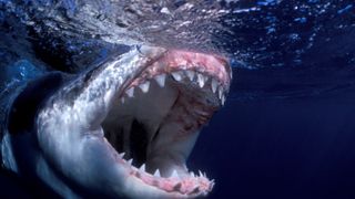 A great white shark's open mouth preparing to bite