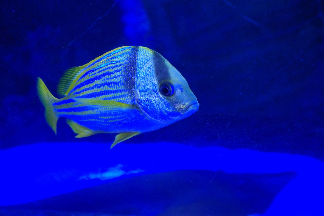 A shot of a fish taken with the Pentax K-3 III camera, f/2.8, 1/100, ISO 6400
