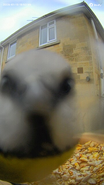 Sample image from the Birdfy Rookie feeder