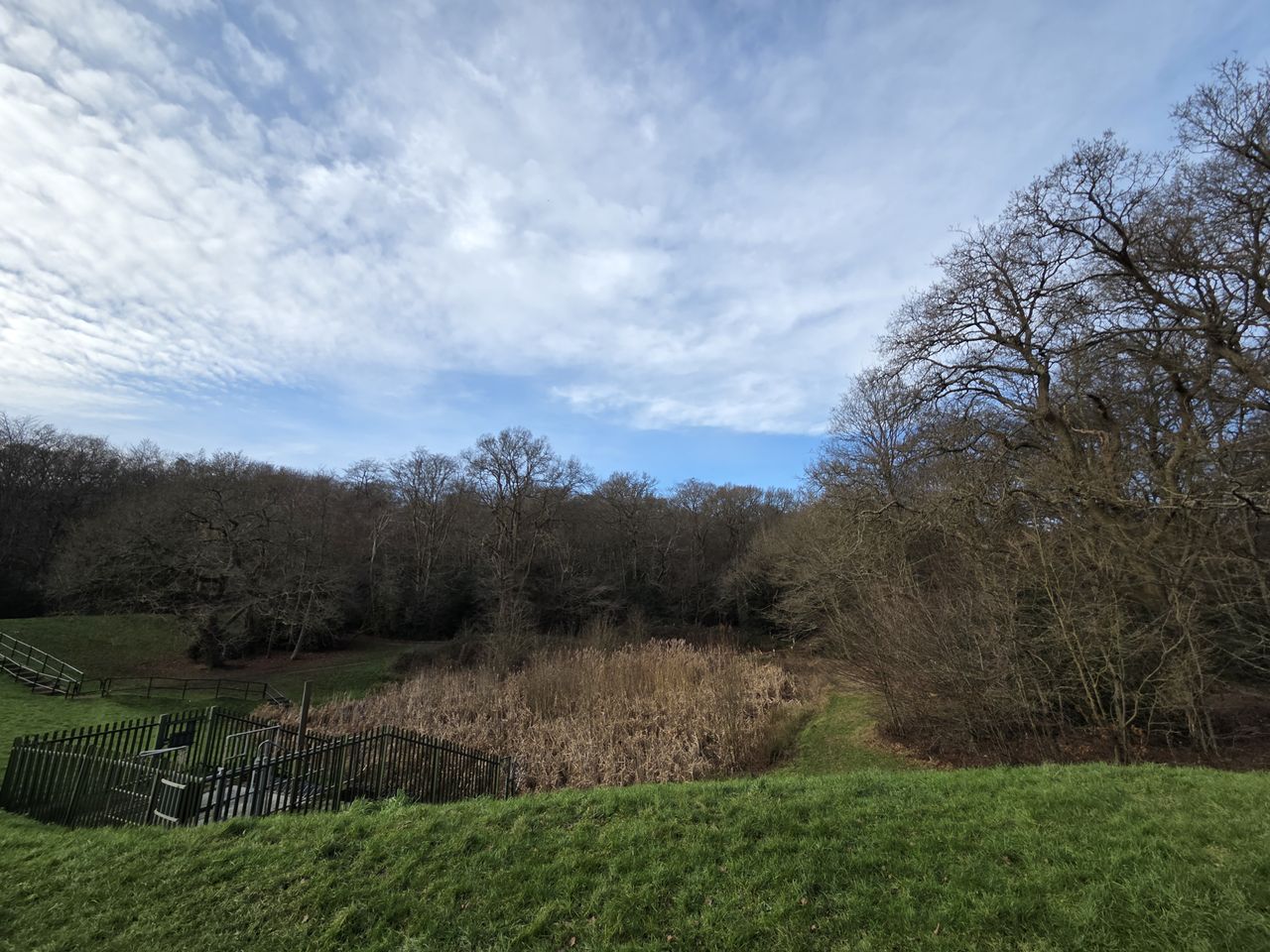 A view of an overgrown pond in a forest with a blue sky