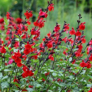 A red and black salvia bush with green foliage leaning to the right, with greenery in the background