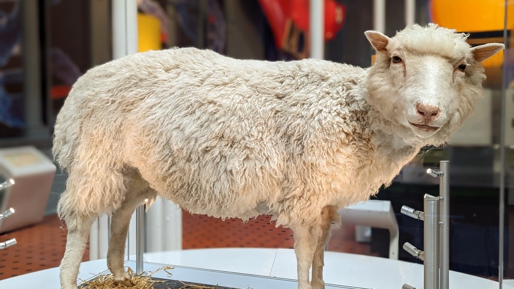 A picture of Dolly the sheep in the lab.