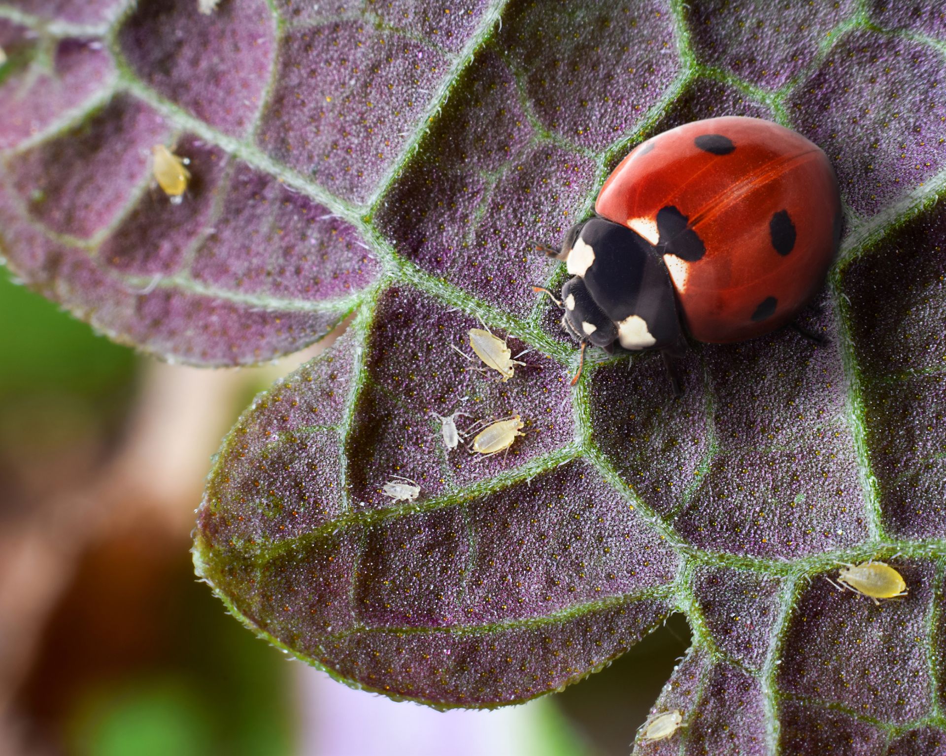 ladybug on leaf about to eat aphids, natural pest control