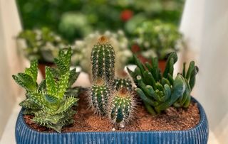 cacti in an indoor mini garden