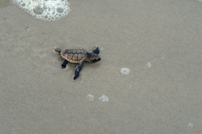 Loggerhead sea turtle hatchling