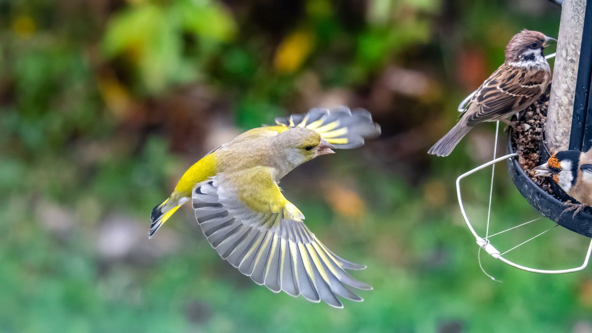 Tired of Bully Birds Taking Over Your Feeders? Try These 3 Ways to Create a Songbird-Only Station