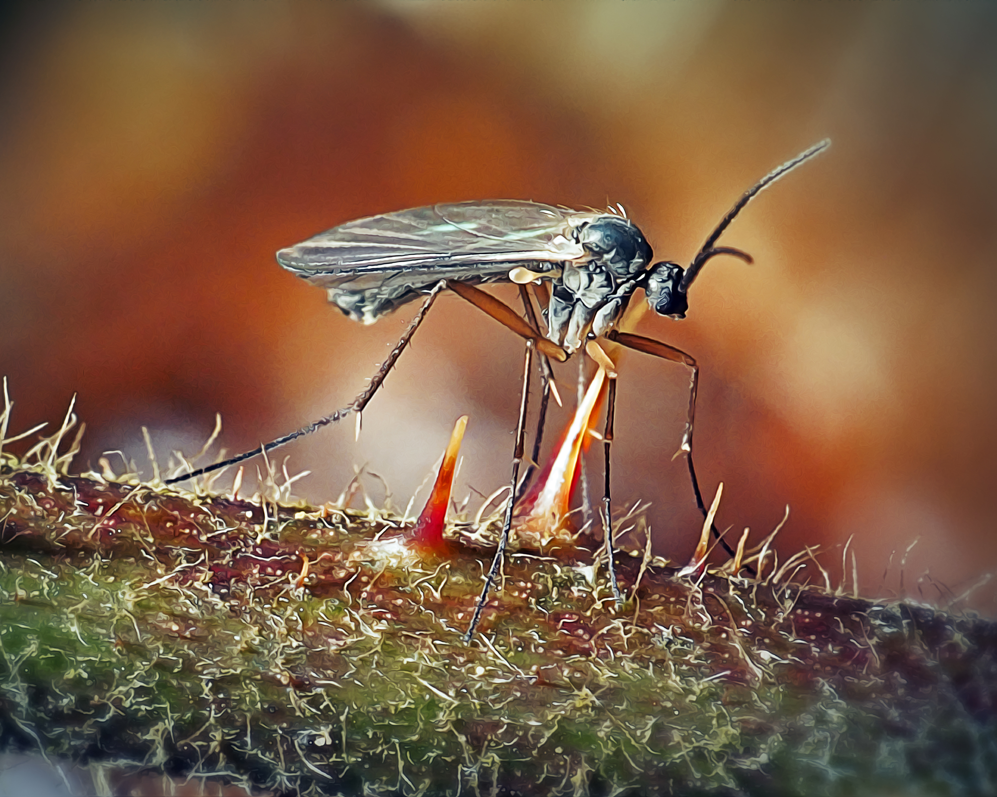 fungus gnat on plant