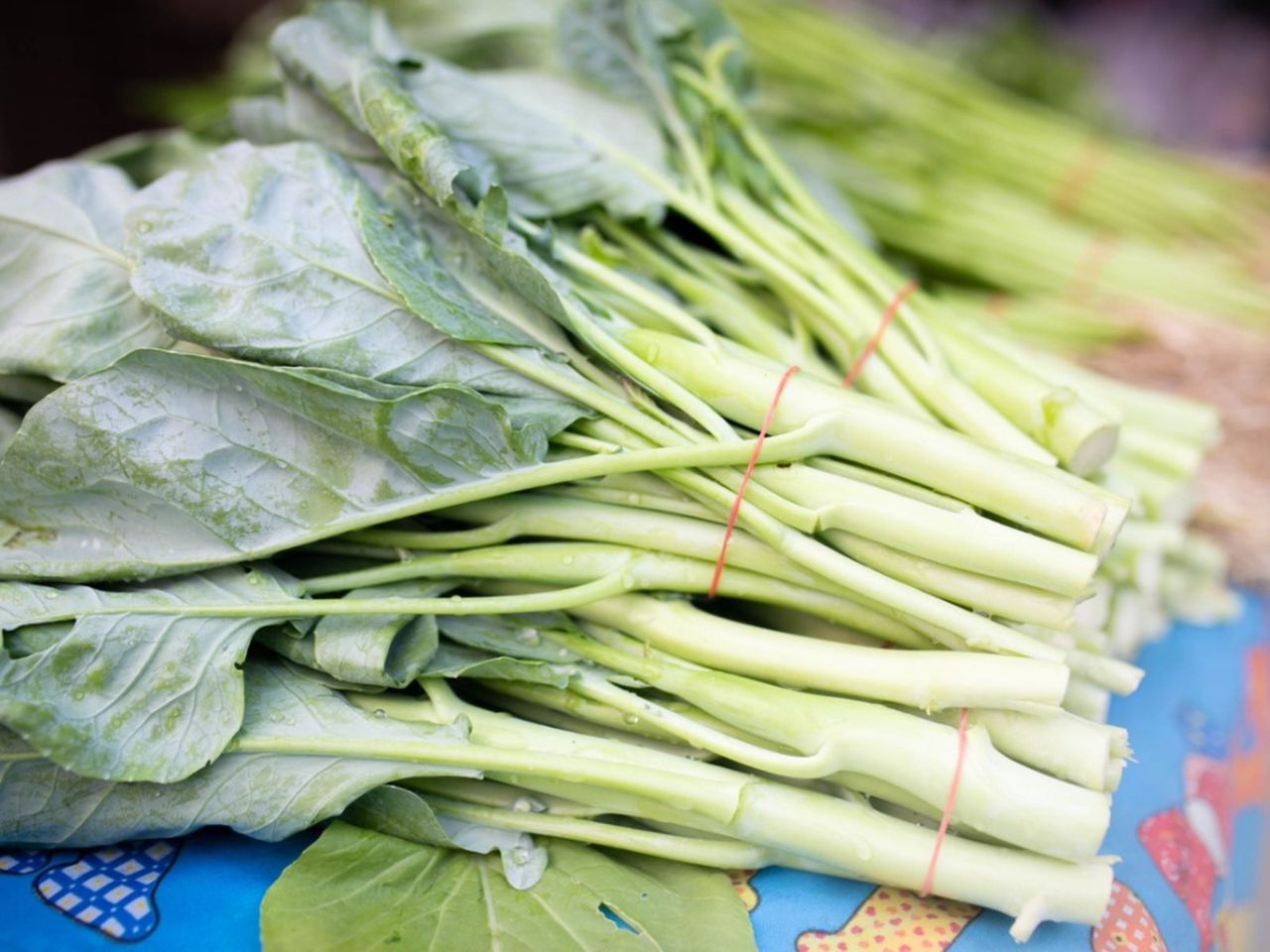 Chinese Broccoli Plants