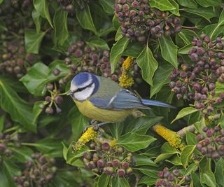 English ivy with blue tit