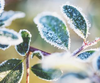 Frosty foliage of plants