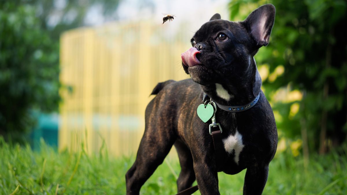 Dog and bumble bee