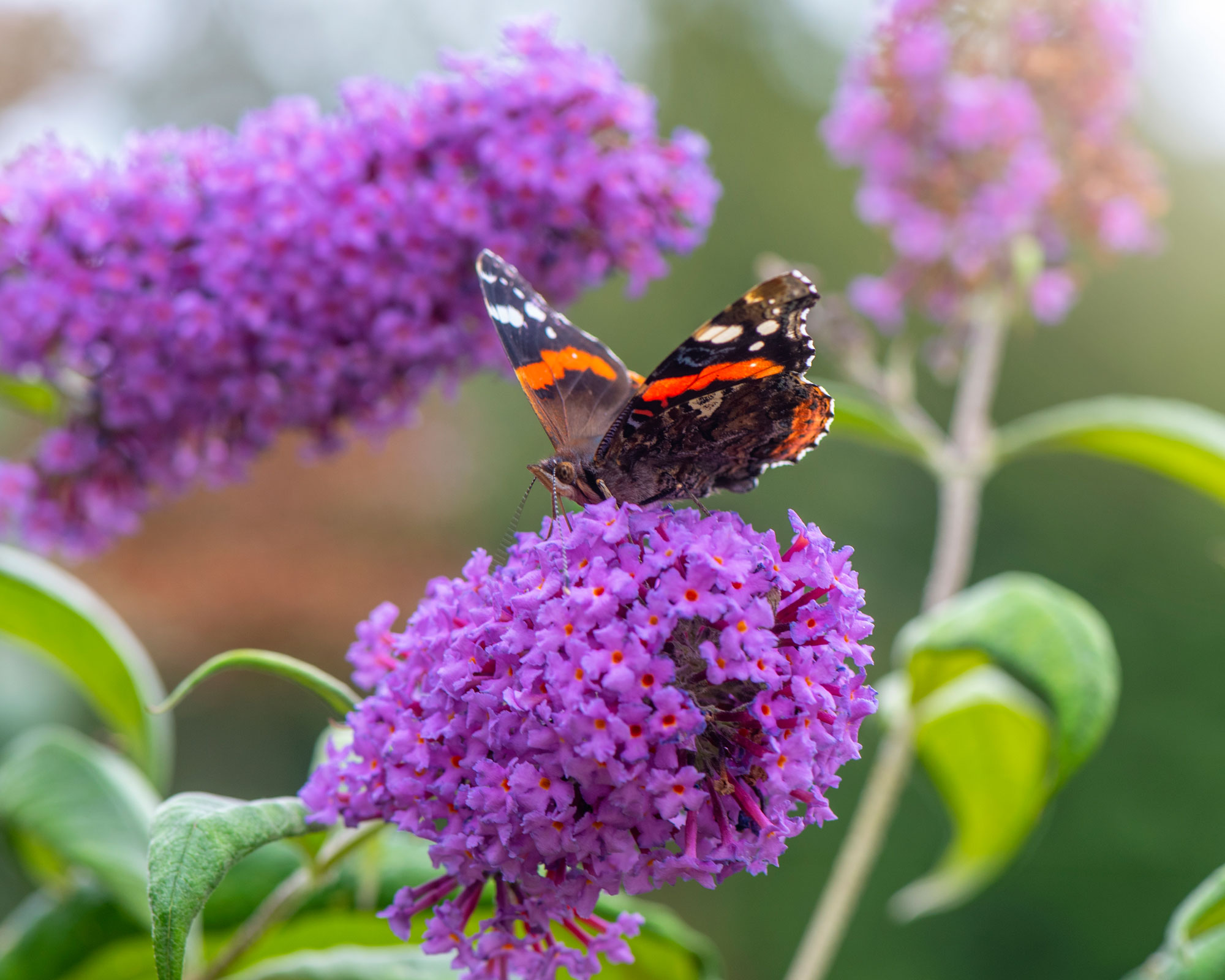 Floral Decoration Beautiful Garden Flowers Butterfly Blooming