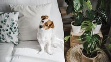 A Jack Russell Terrier on a white couch tilting his head with houseplants next to him