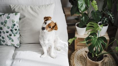 A Jack Russell Terrier on a white couch tilting his head with houseplants next to him