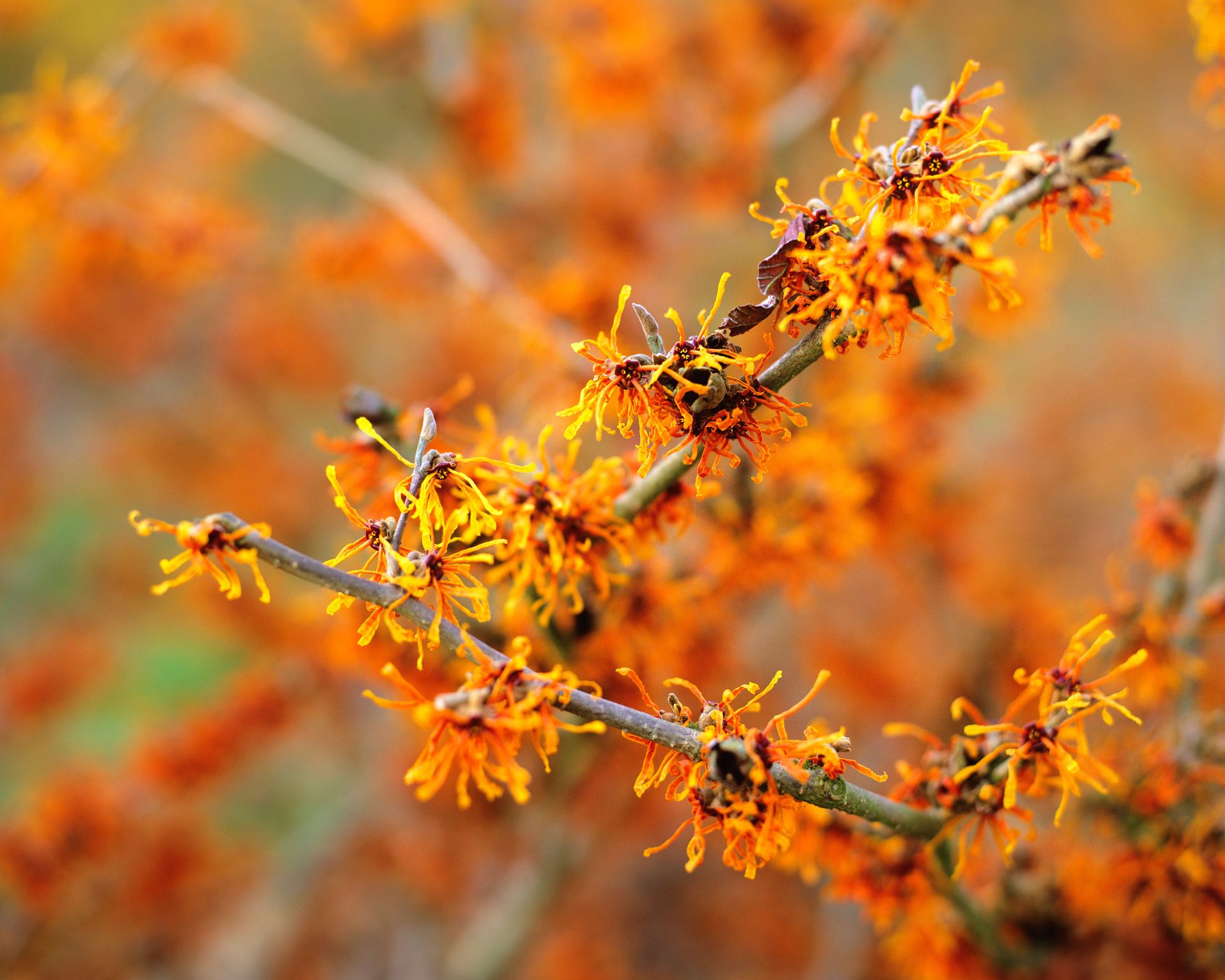 Best shrubs for shade 13 inspiring options to suit any yard Homes