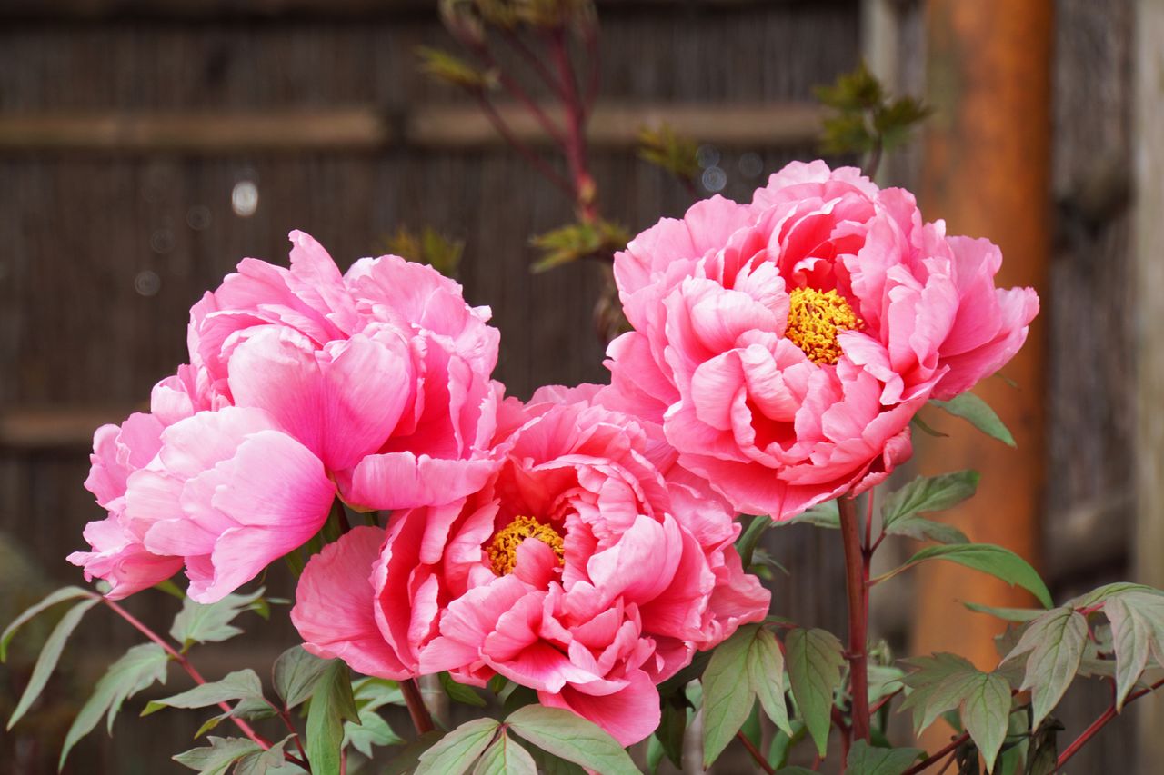 Peonies in a backyard