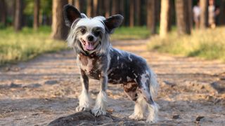 Chinese Crested Dog in forest