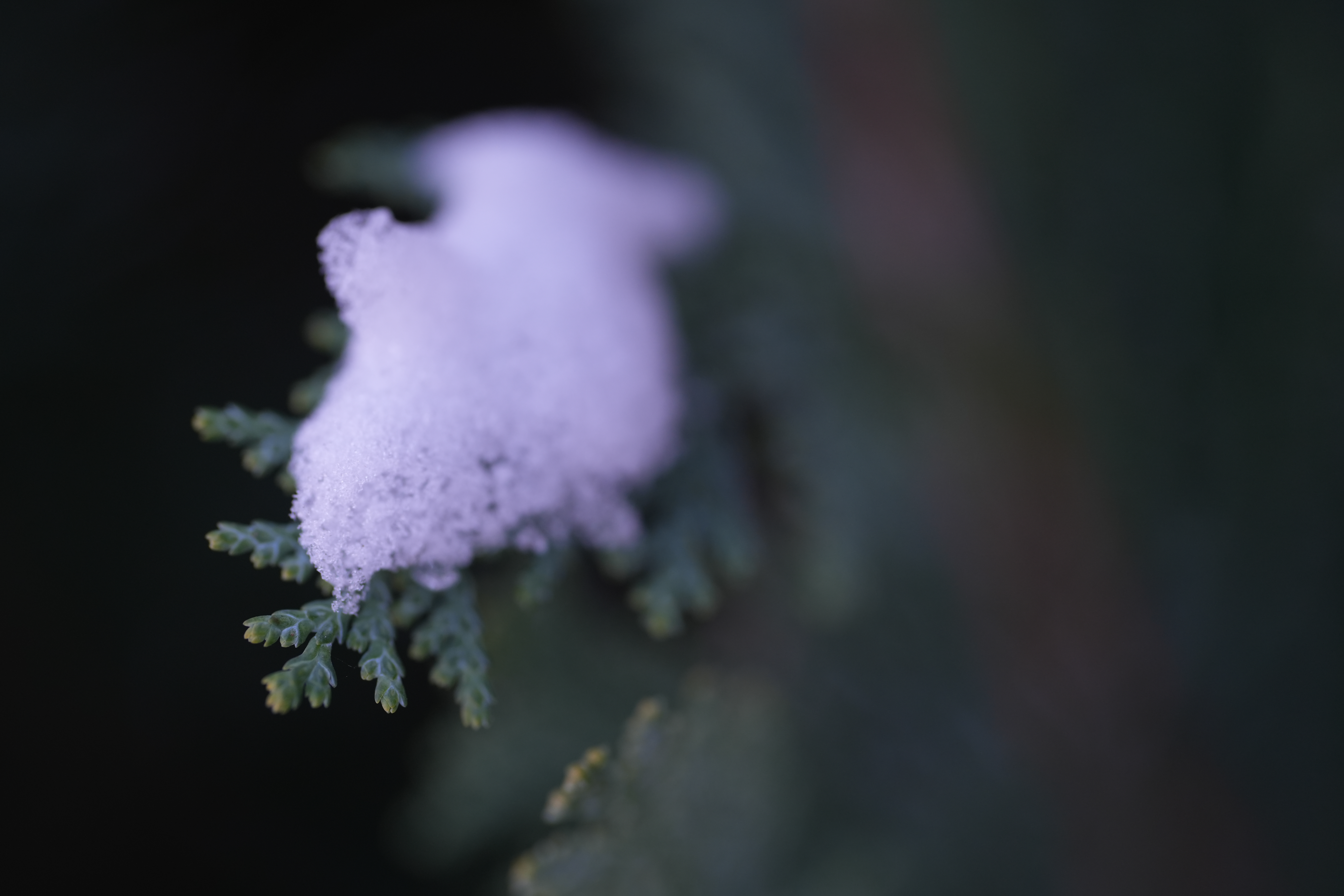 A snowy fall photograph taken with the Sony FE 100mm f/2.8 Macro GM OSS