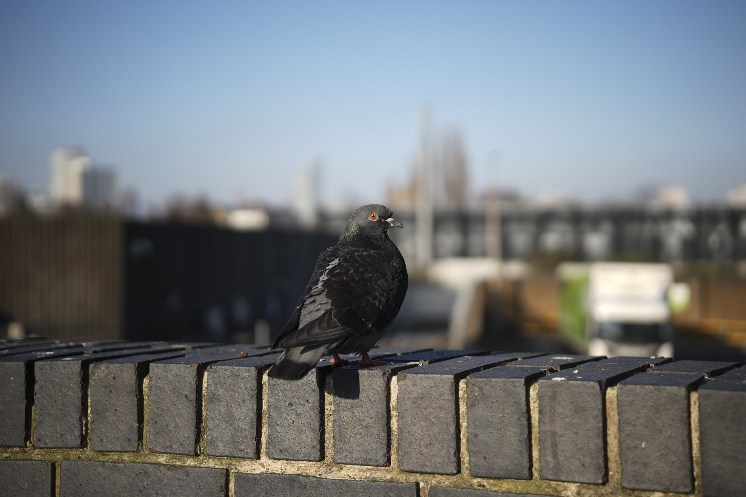 A test shot taken with the Sigma 17-40mm f1.8 DC Art lens to show blurry backgrounds when shooting at its wide f/1.8 aperture