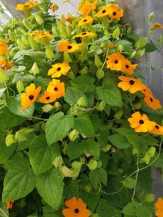 Black Eyed Susan Vine