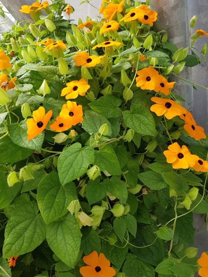 Black Eyed Susan Vine