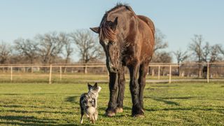 One of the biggest horse breeds, a Percheron, looking down at a Border Collie dog