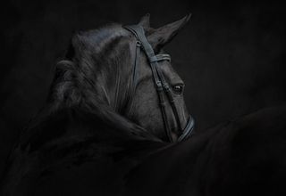 Equine Photography