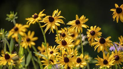 Yellow rudbeckia blooms in a garden