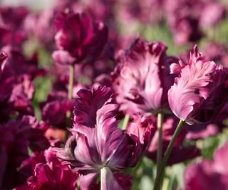 Purple double tulips in garden in sunny day