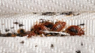 Bed bugs in a seam