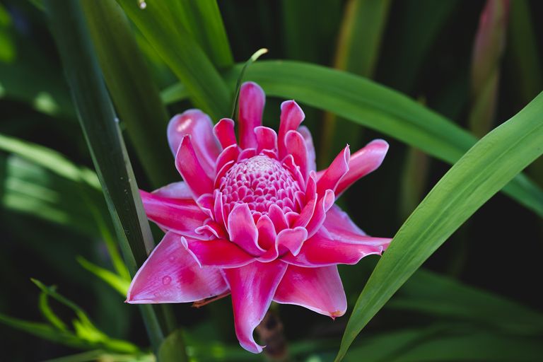 ornamental ginger plant with pink flower
