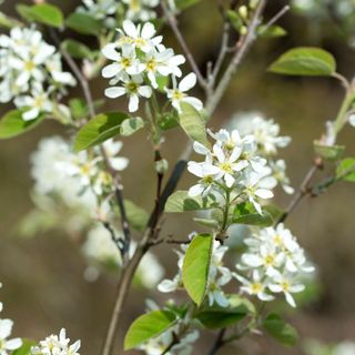 Amelanchier