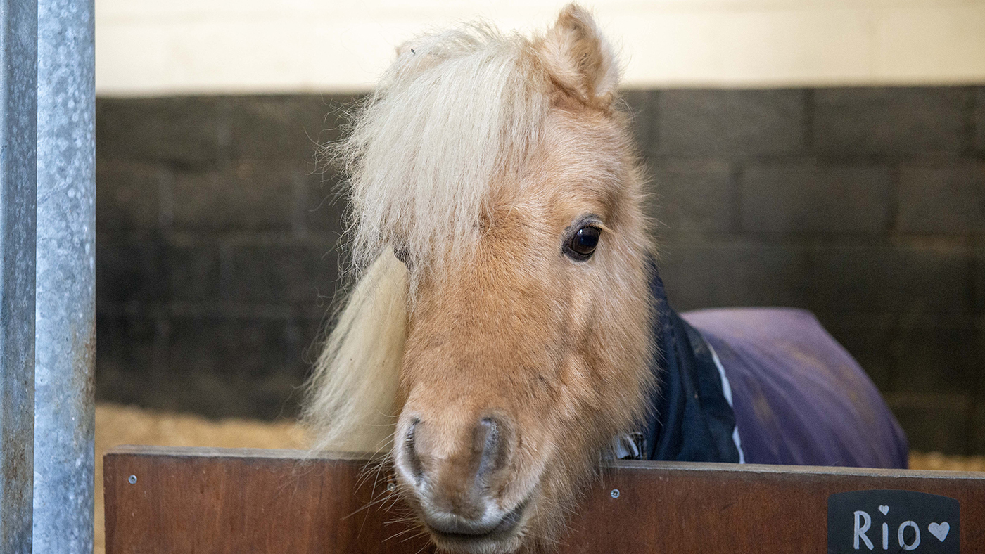 Media day with Ben Maher and Exlposion W 09.12.2019 Rio the rescue pony who was flown back from America