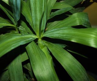 close up leaf detail of yucca plant