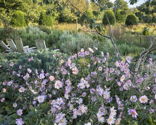 garden makeover designed by Tom Stuart Smith late summer garden