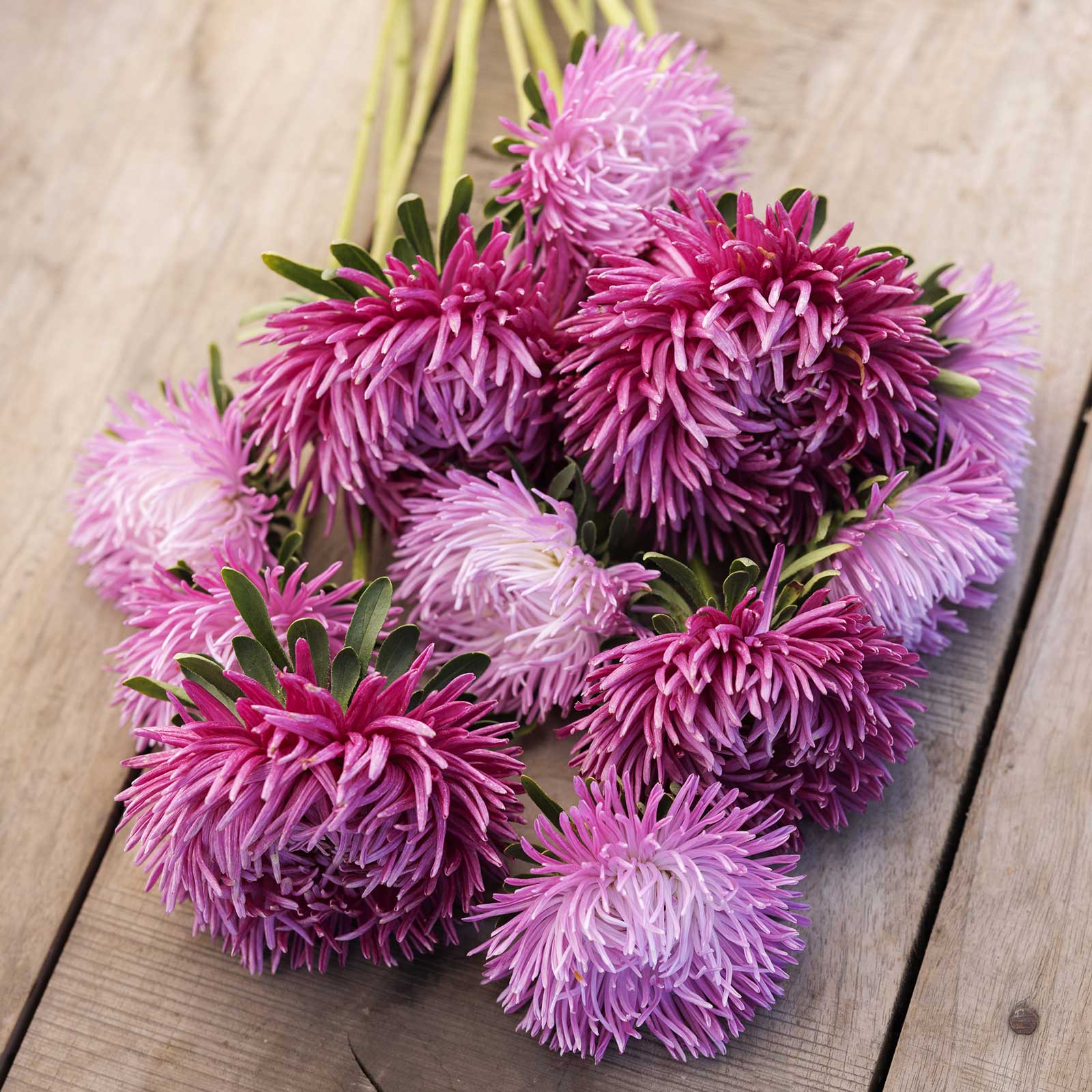 China Aster Seeds - Pavlova White-Lilac
