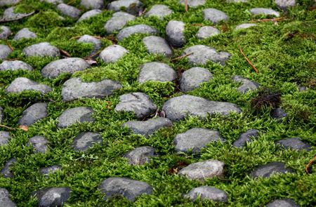 Patch Of Rocks And Moss