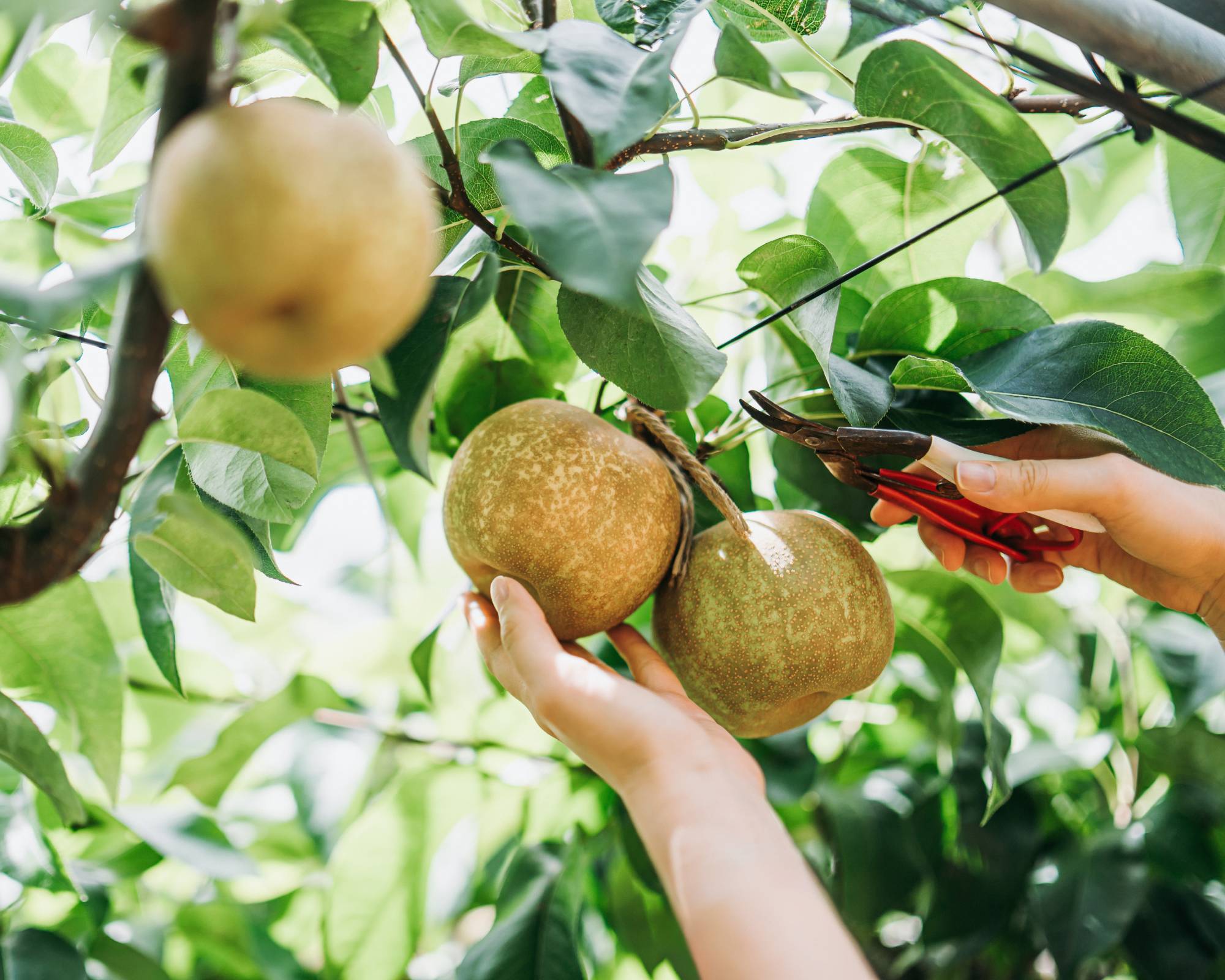 Harvesting Asian pear from fruit tree