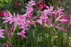 Nerine bowdenii in flower.