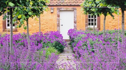 Brick country house with a front garden filled with lavender and purple flowers and small trees
