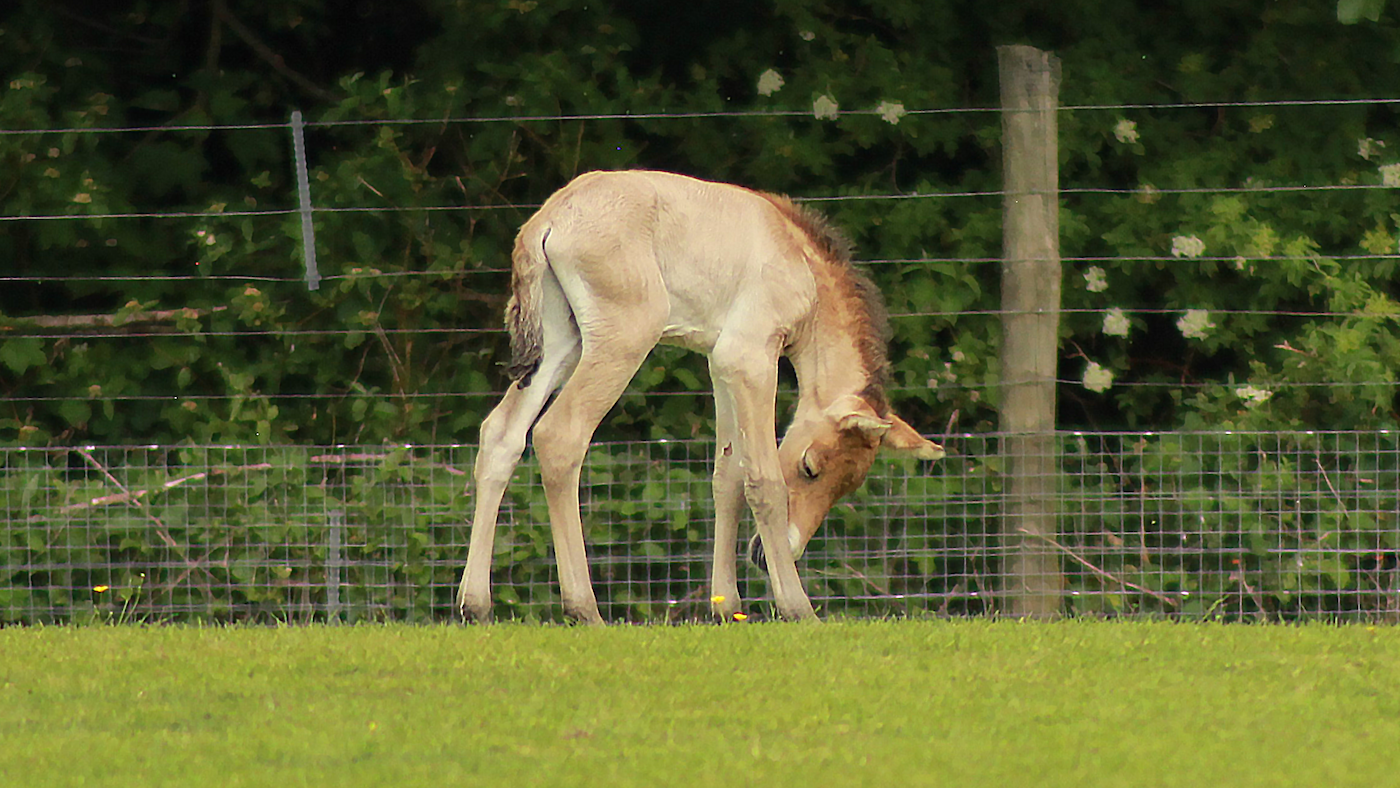 Staff-Comms-Przewalskis-horse-May-2021-foal-edited-1.png