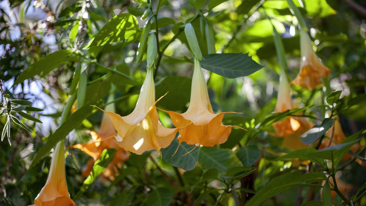 Brugmansia, or angel&#039;s trumpet, with yellow blooms in a sunny garden