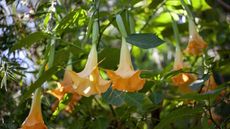 Brugmansia, or angel's trumpet, with yellow blooms in a sunny garden